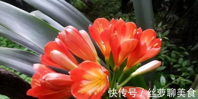 4年都不开花的君子兰，没花一分钱，我让它开花了