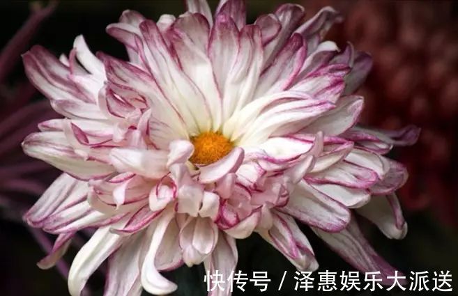 喜欢养菊，不如养盆“十大名菊”玉壶春，花似荷花，娇艳欲滴！美