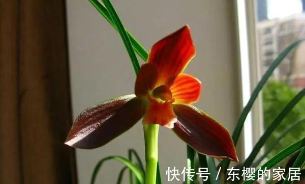 花色|中国兰花第一红火热的红河红,美丽大方,炽烈花色美丽至极