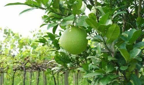 食物|女性中年都爱美，吃以下食物，身体年轻，预防早衰，吃了身体变好