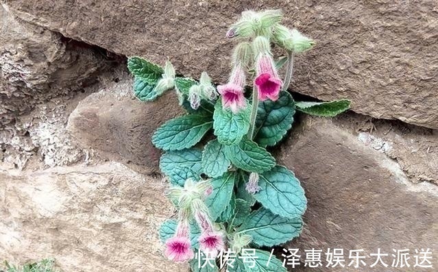 腌酱菜|李时珍说它“服之面如桃花，轻身不老”，长在路边却少人识