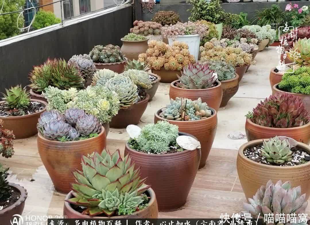 多肉|你是爱,是暖,是希望,你是人间四月天!