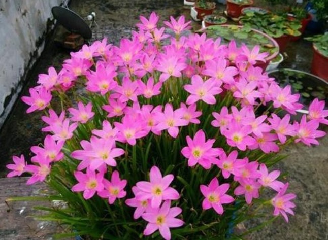 6种花只需种一盆,就能年年开花,想养死都难,而且越长越多