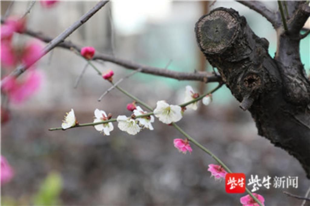 春色满园关不住！南京一株梅树红白双色，花开斗艳