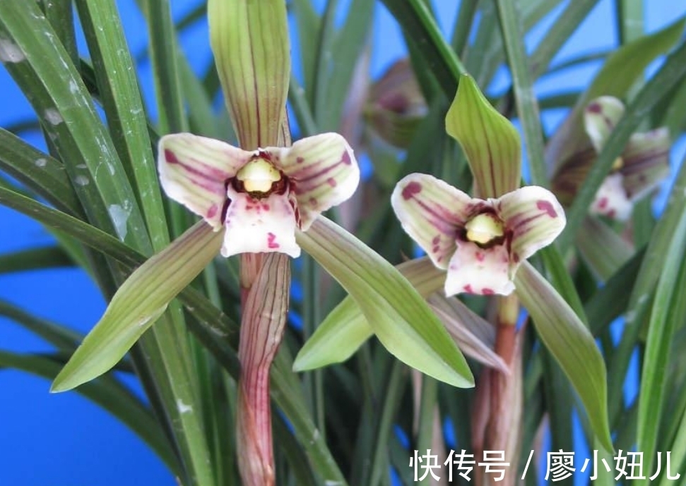 春兰只花苞不长枝条,多是3个原因造成的,解决方法很简单