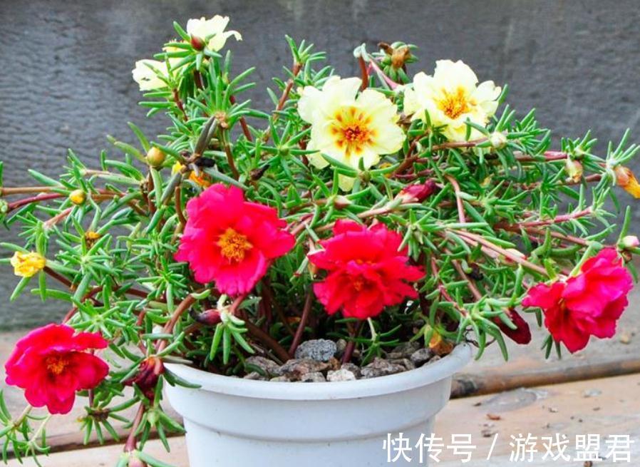 适合秋冬养殖的3种草花,好活,容易打理,花期漫长、开花美