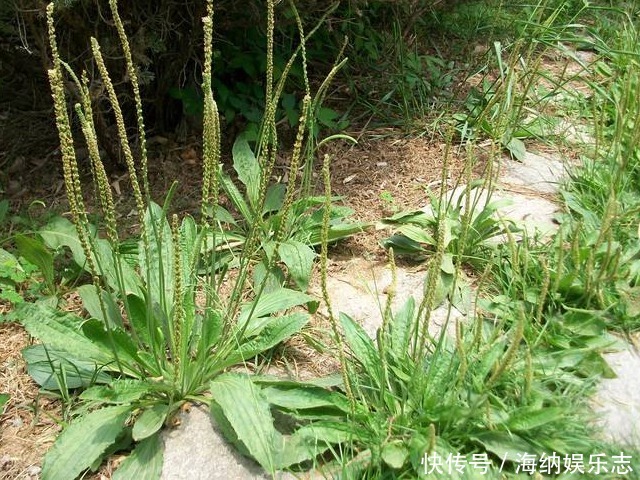 野菜|被大家赞为“女人草”的野菜，养护子宫，美容养颜，你吃过几个