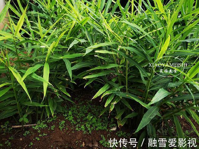 西红柿|这5种“有害”的蔬菜,比农药危害还大,家里有的要留意