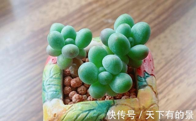 把多肉养绿很容易,但是能绿得这么漂亮的真是太难了,太喜欢了