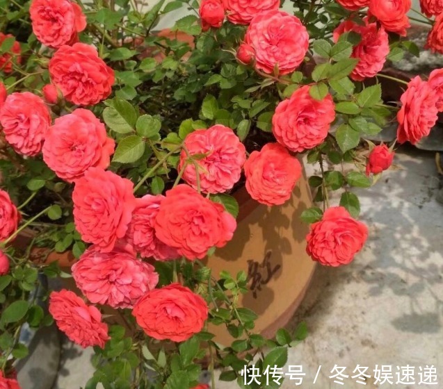 “一等养花肥”从不需花钱买,亲自动手制作,效果好还不烧苗