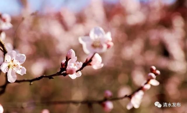 早春花枝俏，清水桃花朵朵开