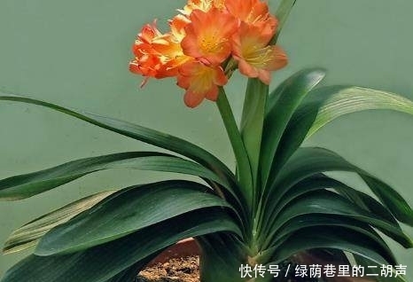 君子兰|花盆里埋点这东西,君子兰虎皮兰蹭蹭疯长,连虫子都不见了