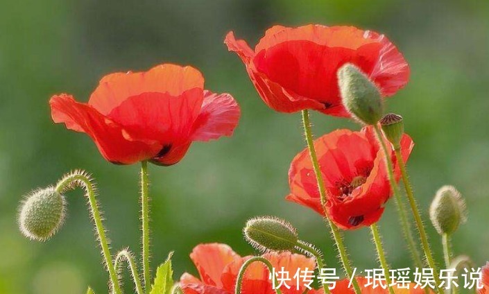 披针形|虞美人又叫丽春花,这种花可以镇咳、止泻、镇痛!中医很重视它