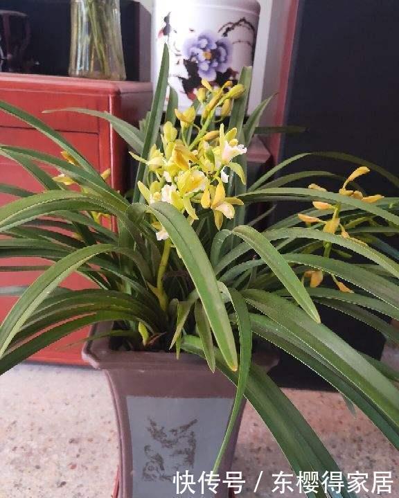 养花配土太重要,土壤配错了,花都死翘翘