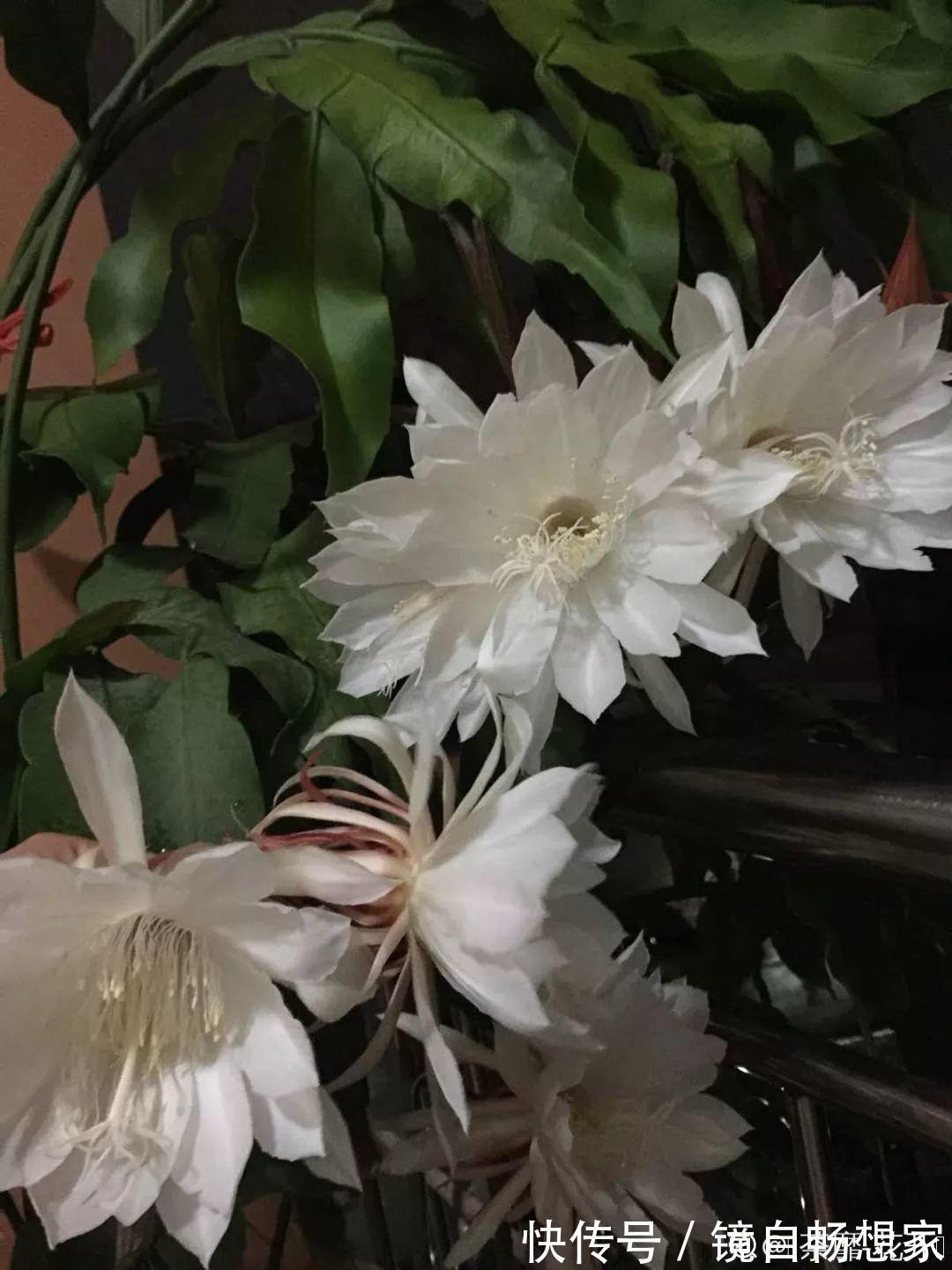 这花真稀罕，刚开花就被掐光了，花钱未必买得到！