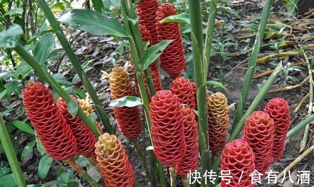 贝母|美丽而奇特,这些花的造型是你极少见到的,有你认识吗?(上)