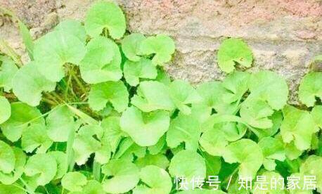 女性|女性想要身体好,推荐三种食物,清热去火,安神助眠,排毒养颜