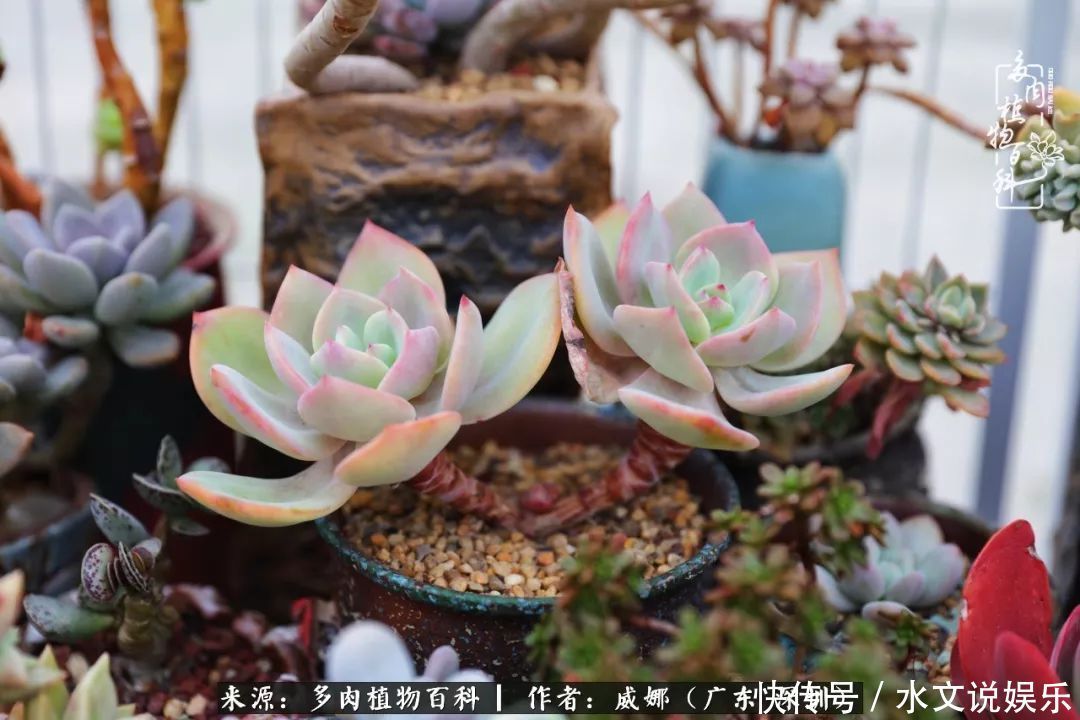 日子|笼子里露养的多肉,越养越美!有多肉的日子伴着小确幸!