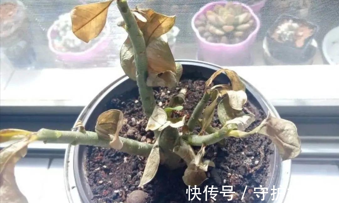 光照|6种花冬天“虐着养”，越虐越漂亮，小盆大太阳，长势更喜人