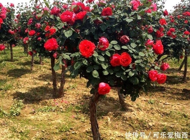 香蕉皮|吃剩的香蕉皮千万别扔,埋在花盆里,花会开的更加鲜艳动人!