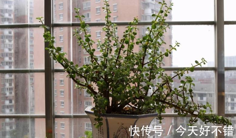 这3种植物适合新手玩“养成老桩”,甭错过!