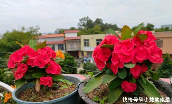 不喜欢太折腾,就养3种花吧,不管天气如何多变,都能长得旺