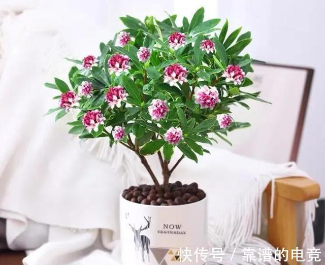 农历十一月大雪过后,养什么花?家里养3种花,凤凰于飞美满家园