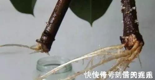 蟹爪兰|养花爱好者看过来这15种花现在“扦插”，生根快，一个周就长芽