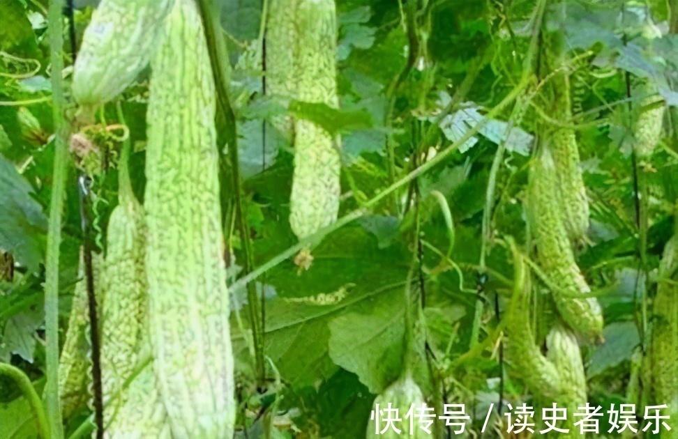 苦瓜|女性过了40岁多吃以下种食物,美容养颜,增强体质,早吃早好