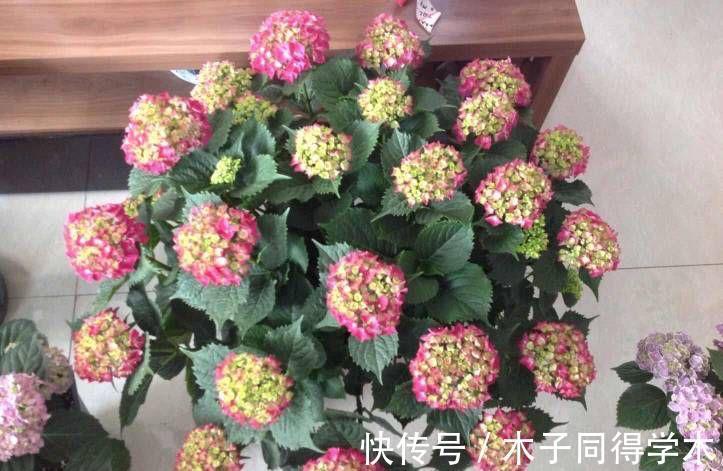 花卉|老人喜欢养的“3盆花”,花色鲜艳,好养易活,开花非常美