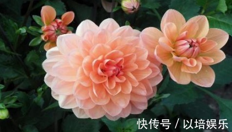 好看的“大丽花”怎么养多注意这一点，易爆盆开花