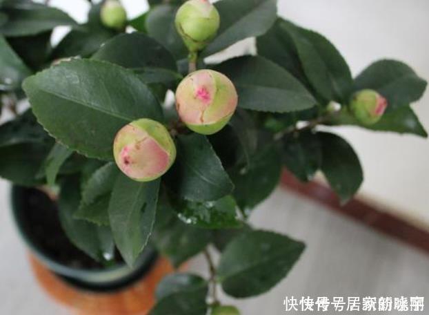 两种漂亮耐寒的花,让阳台不单调,冬季天天赏花,花大色艳