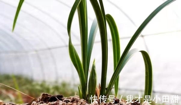 冬日养兰花,做好这些,花香似香水,却比它更安全持久