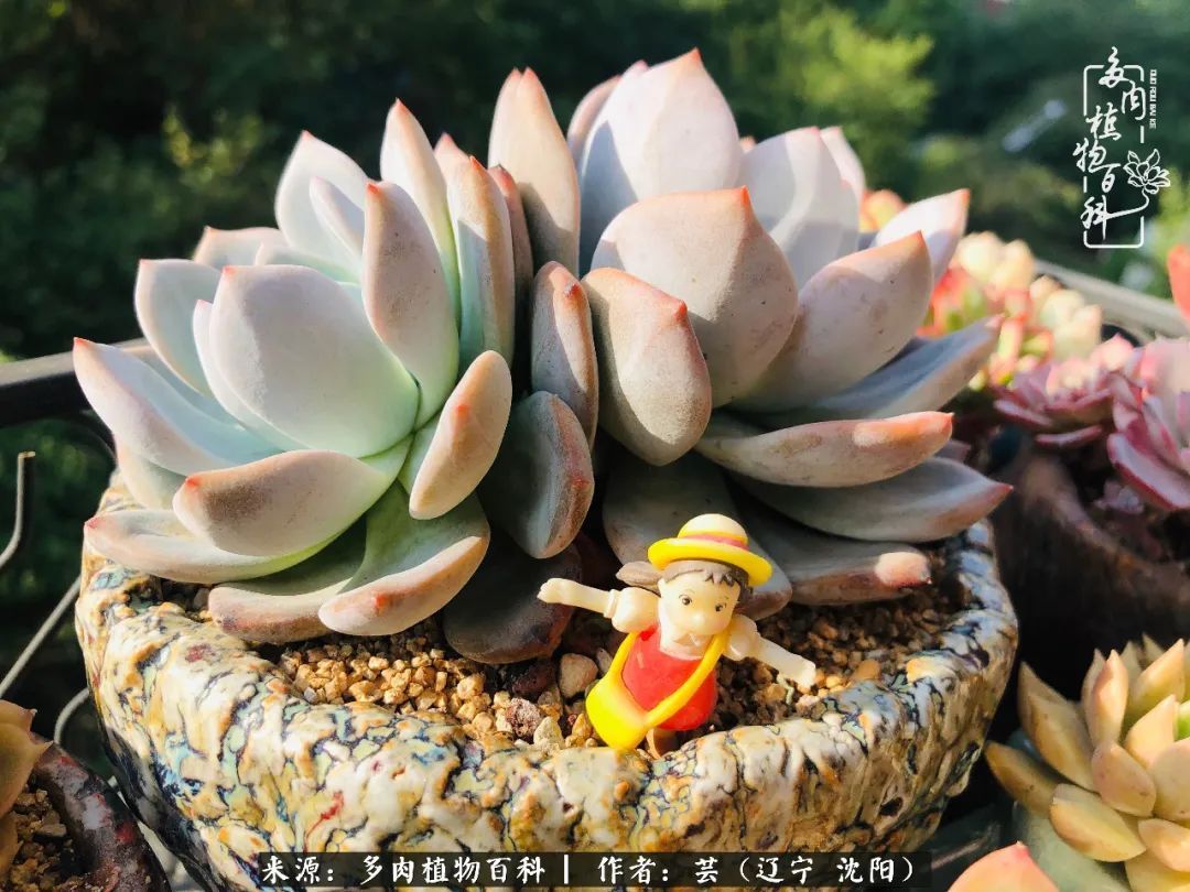 血罗|万物皆有灵性，一年四季有多肉陪伴真好！