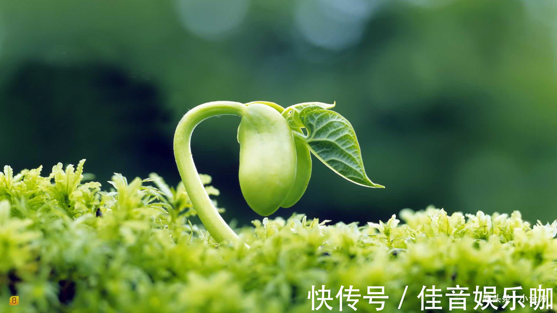 保命丸|大自然赐给男人的“保命丸”,补阳气养三焦,胜过六味地黄丸!