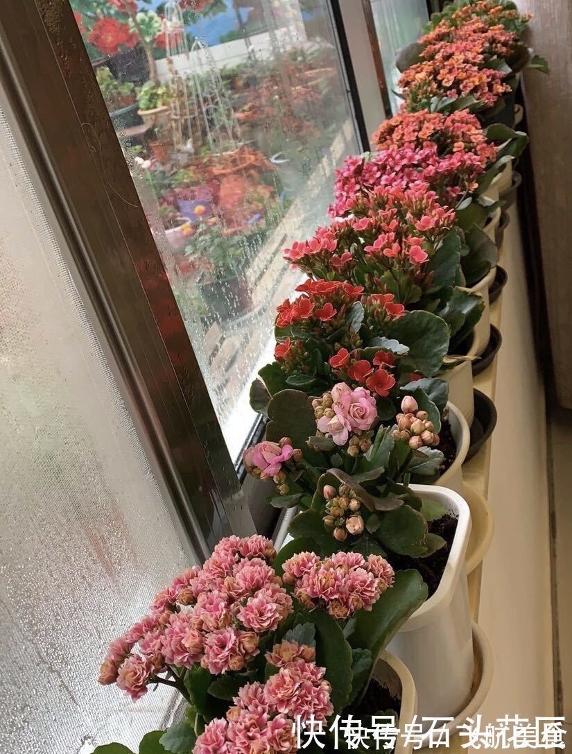 养了5年的长寿花“老桩”快开花了，总结4点经验，对你有用