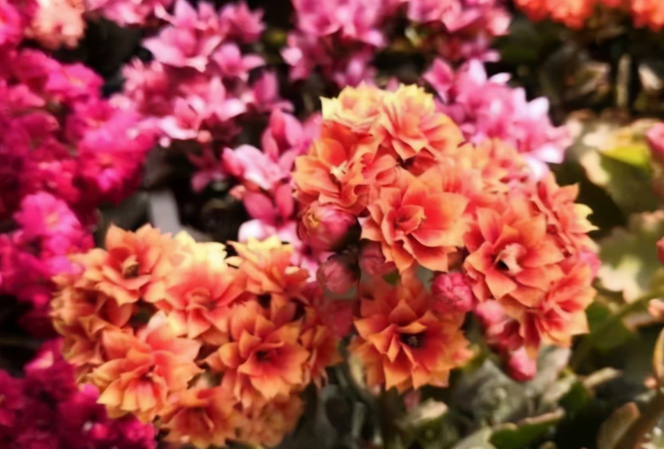 肯尼亚山|想养长寿花？快来挑品种，挑得好胜过养得好