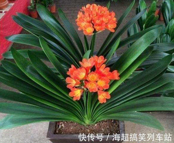 这几款花养在小院，花量大又好养，开花一茬一茬，阳台变浪漫花园