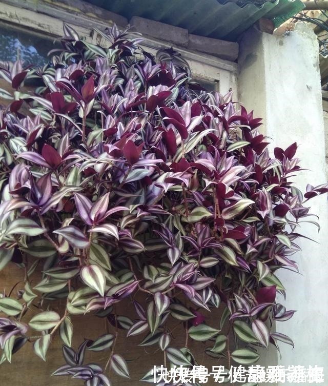 别养绿萝了,这花比绿萝好看好养,邻居一口气养了20盆!