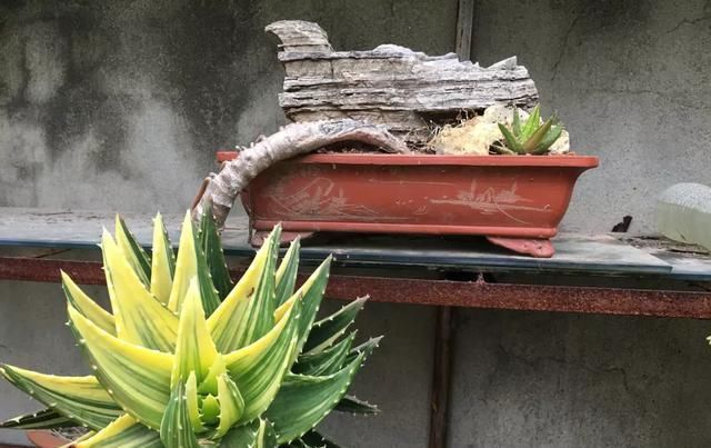 10年芦荟老桩，做成盆景超级好看，观赏价值特别高