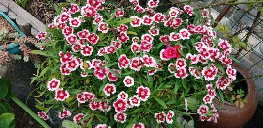 养花草别空有一番热情,学会这些小妙招,盆栽植物才能少出问题