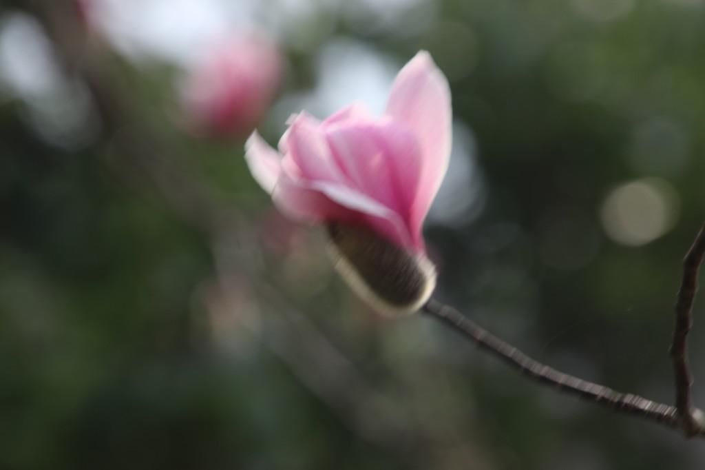 老年|南京连日春暖 雨花台宝华玉兰绽放