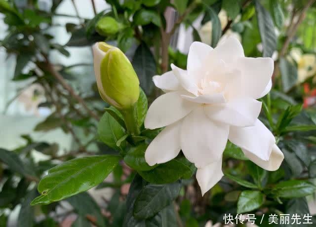 花芽|为什么栀子花总是养不好？老花匠找到了原因，不让问题发生是关键