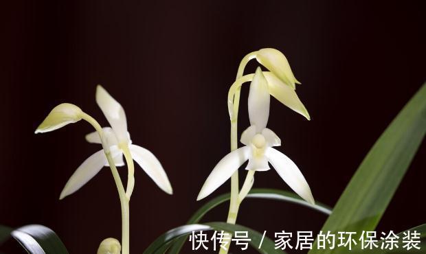 花苞|现在养兰花，记住3句“顺口溜”，叶色翠绿，花苞少不了