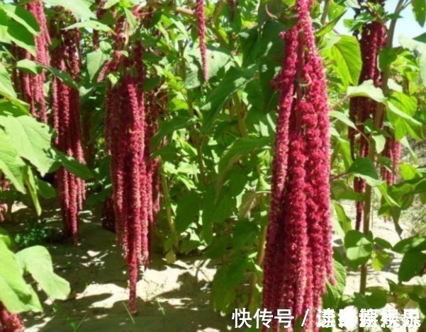 农村|乡下一种很少见的野草,看着很好看,价值珍贵,遇见请珍惜