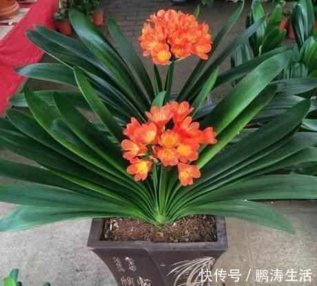 吊兰|养君子兰、吊兰，就要自制营养土！叶子油绿开花快
