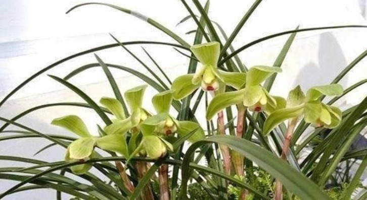 兰花施什么肥好记住此3种营养素的作用,兰花施肥恰到好处