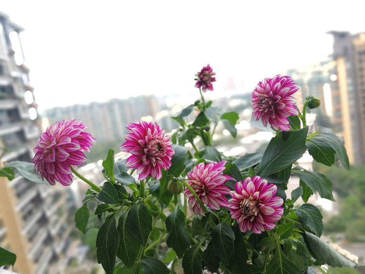 喜欢菊花，就养盆“玫瑰精品”卡罗拉，花开红艳似火，美艳优雅