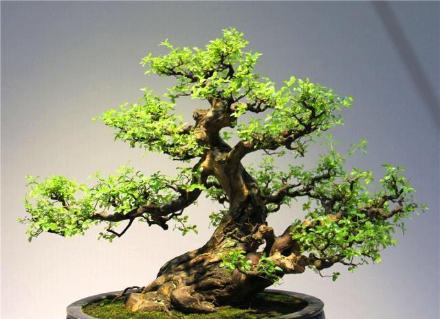 新手老桩盆景咋那么多老匠人学会5大“盆景嫁接法”就有了