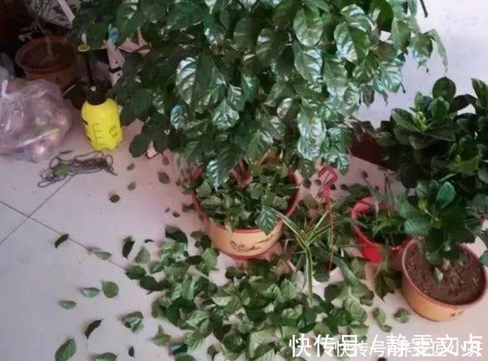 油绿|如果室内盆栽叶子油绿，一碰掉叶子，原因只有2个，救治很简单